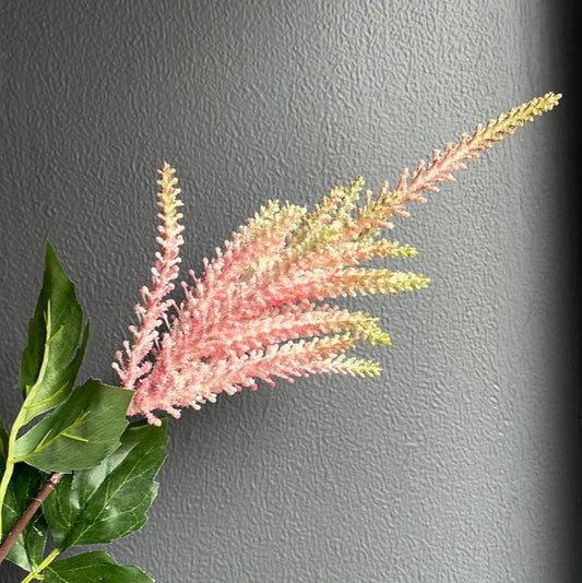 Astilbe (Pink) - OUThaus