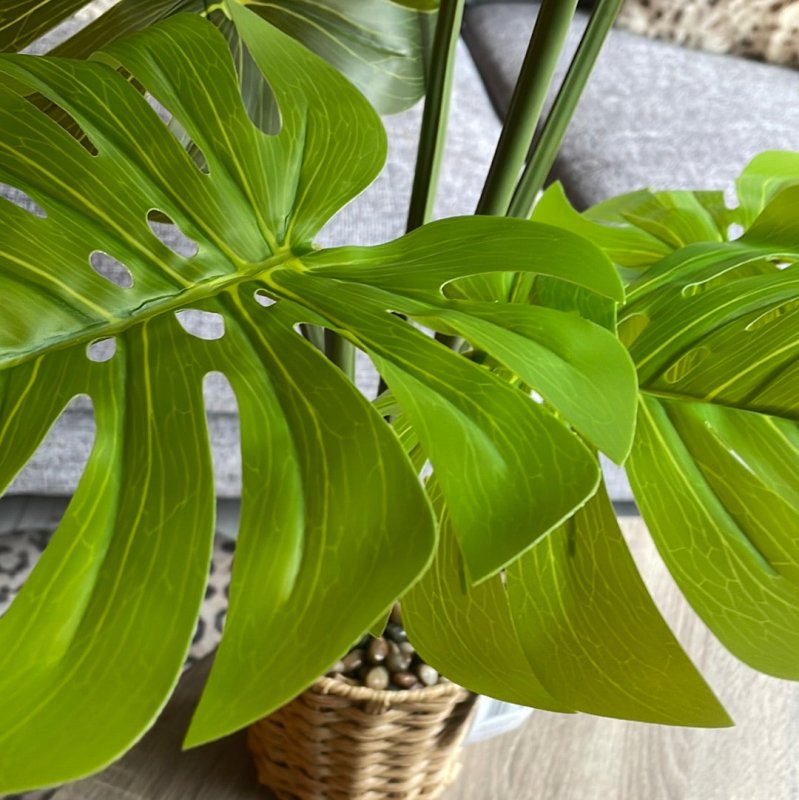 Cheese Plant in Wicker Pot - OUThaus