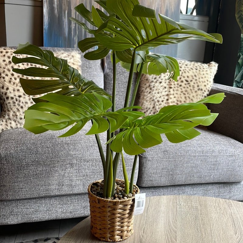 Cheese Plant in Wicker Pot - OUThaus