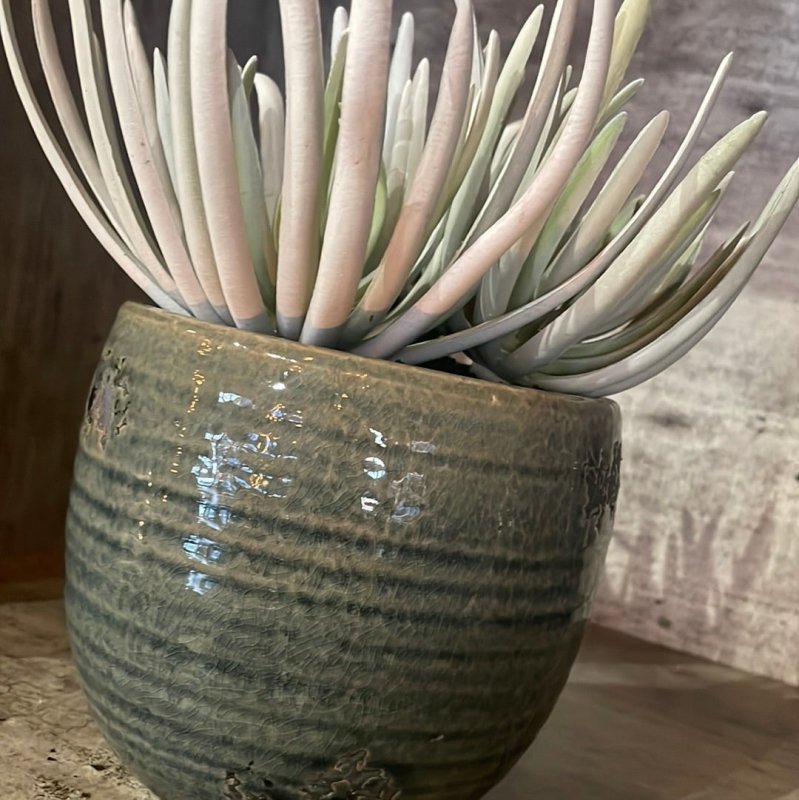 Crassula with Ceramic Pot - OUThaus
