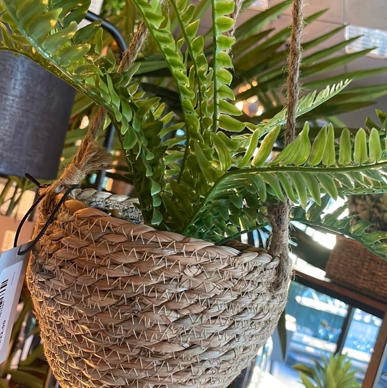 Fern in Rattan Basket - OUThaus