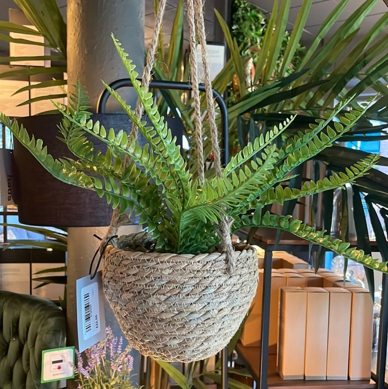 Fern in Rattan Basket - OUThaus