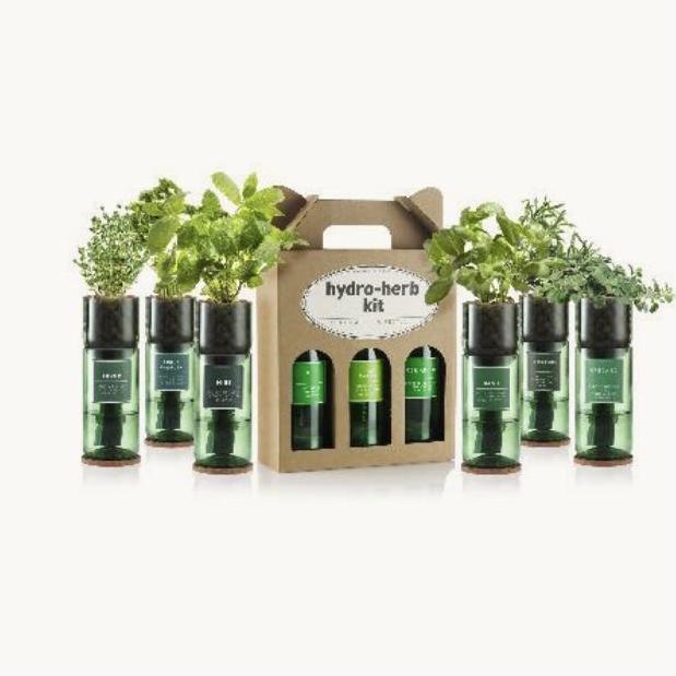 Hydro Herb Coriander - OUThaus