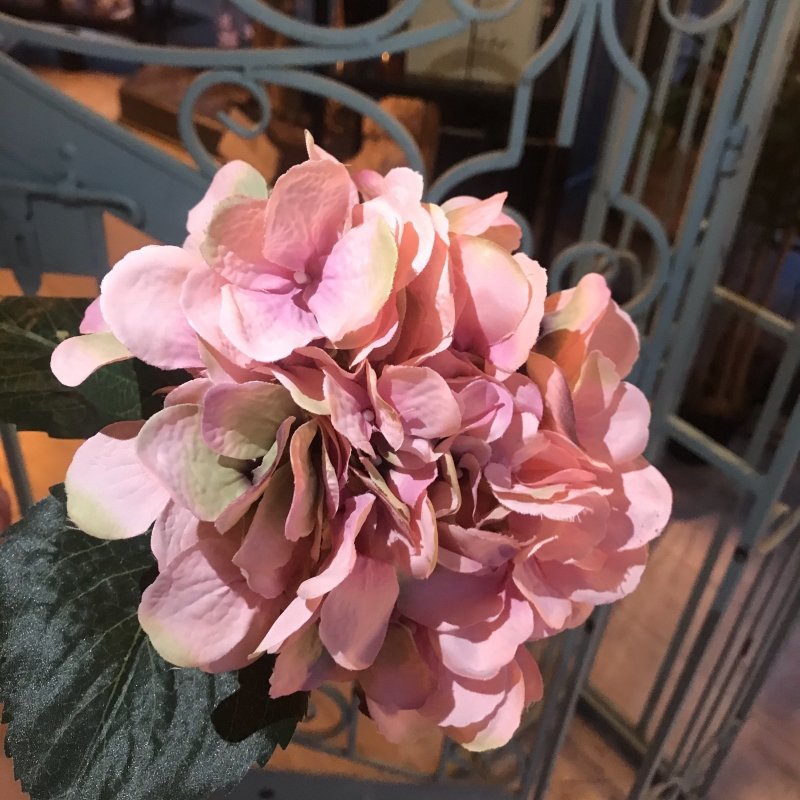 Pink Hydrangea - OUThaus