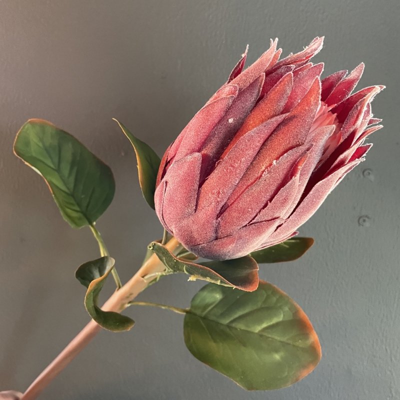 Queen Protea (Red) - OUThaus