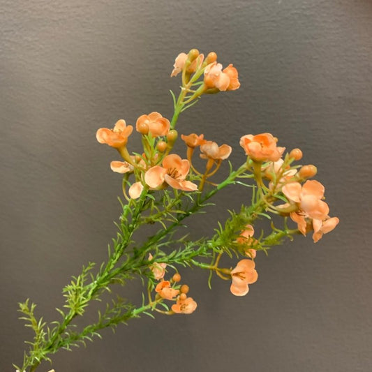 Wax Flower (Peach) - OUThaus