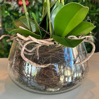 Orchid Plant in Glass Vase