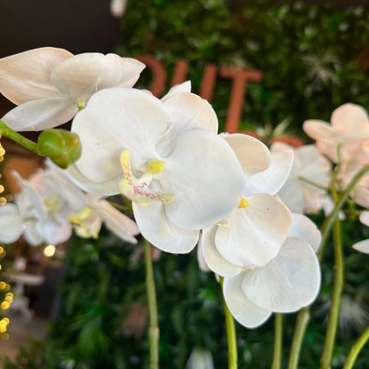 Orchid Plant in Glass Vase