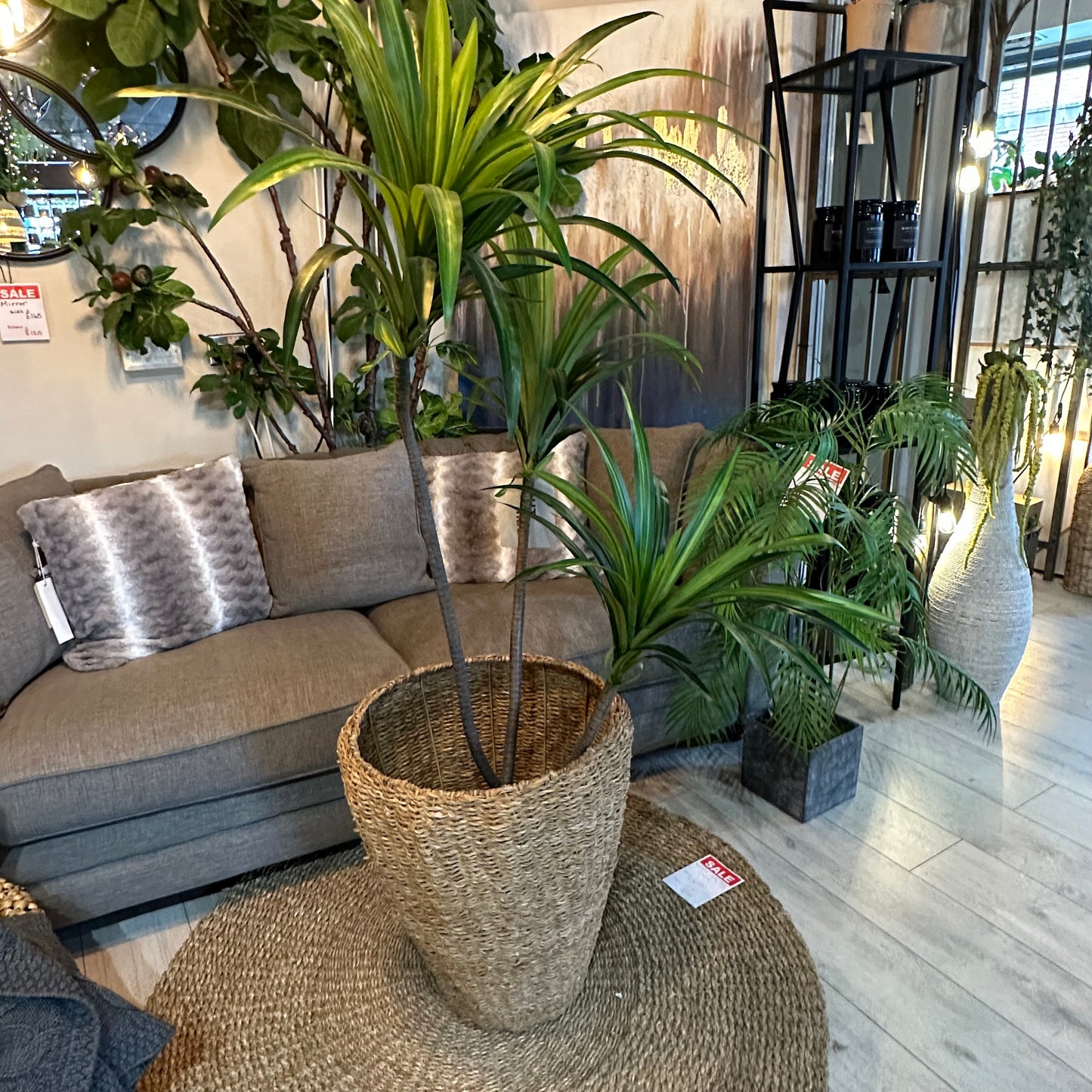 Dracaena/Yucca Plant (150cm)