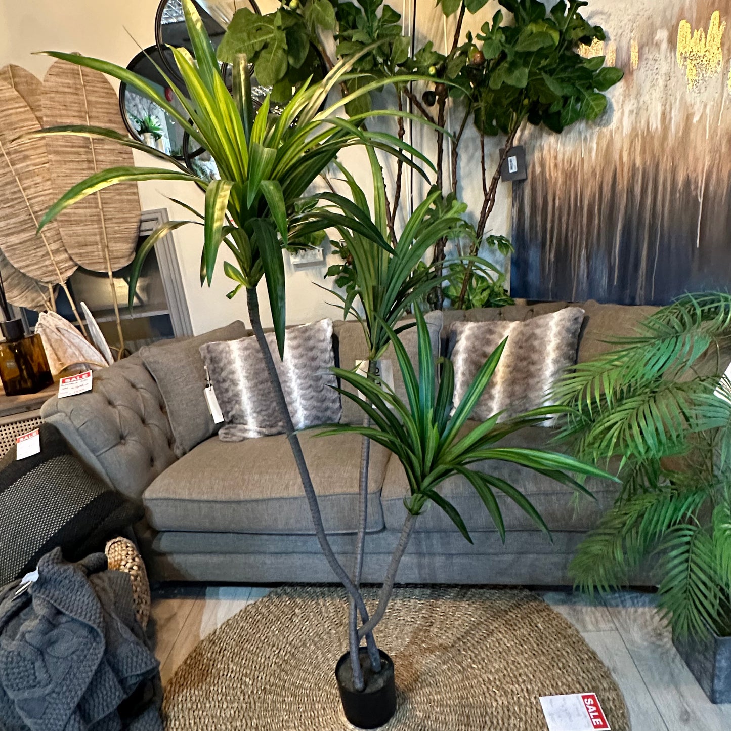 Dracaena/Yucca Plant (150cm)