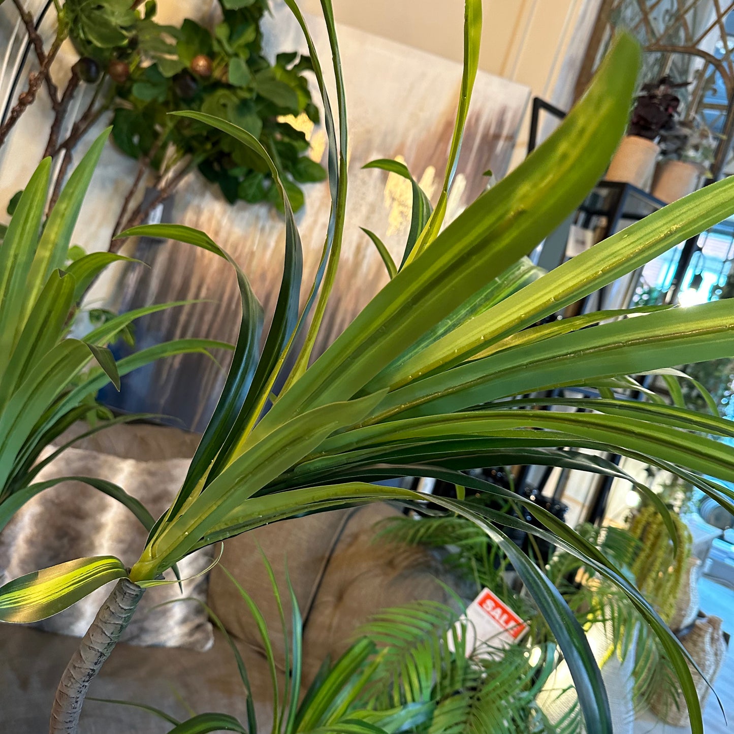 Dracaena/Yucca Plant (150cm)