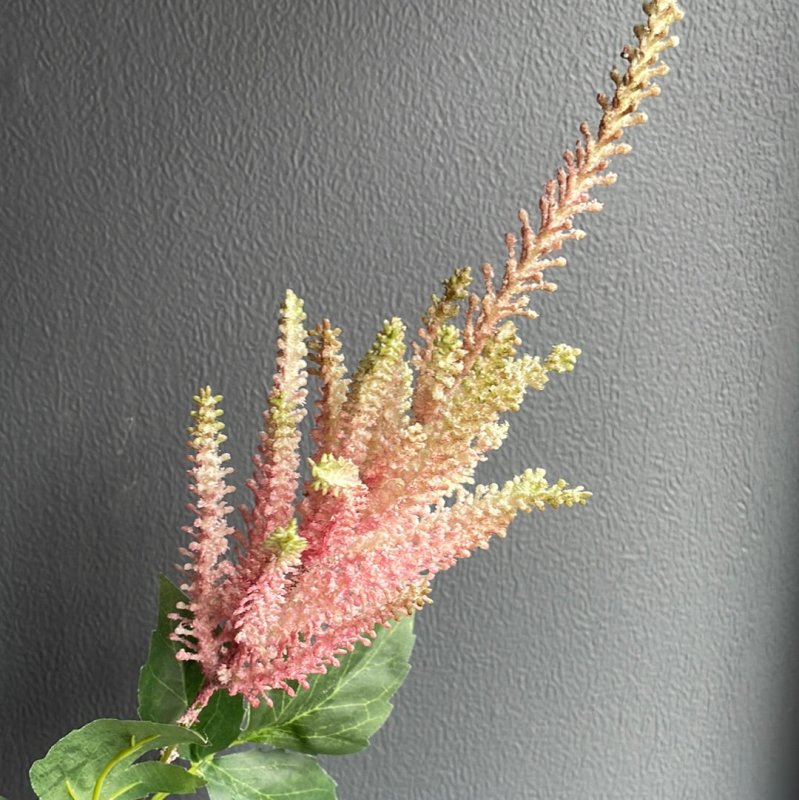 Astilbe (Pink) - OUThaus