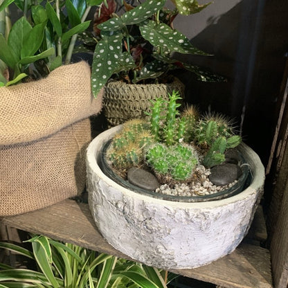 Ceramic Birch Bowl - OUThaus