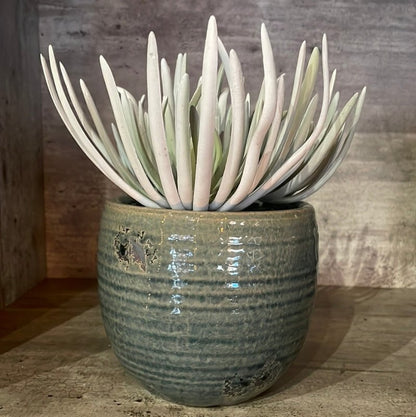 Crassula with Ceramic Pot - OUThaus