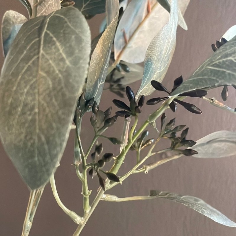 Eucalyptus with Seeds Stem - OUThaus