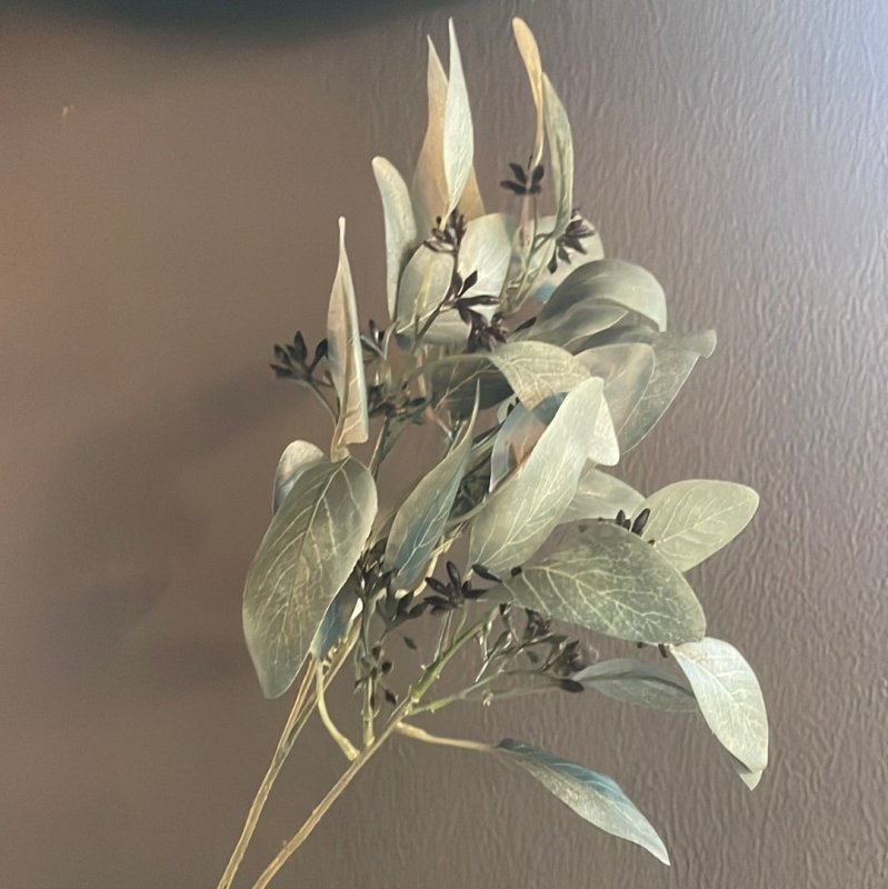 Eucalyptus with Seeds Stem - OUThaus