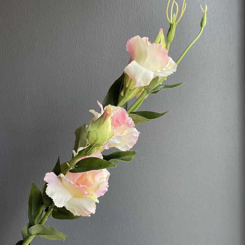 Eustoma Flowers with Buds - OUThaus