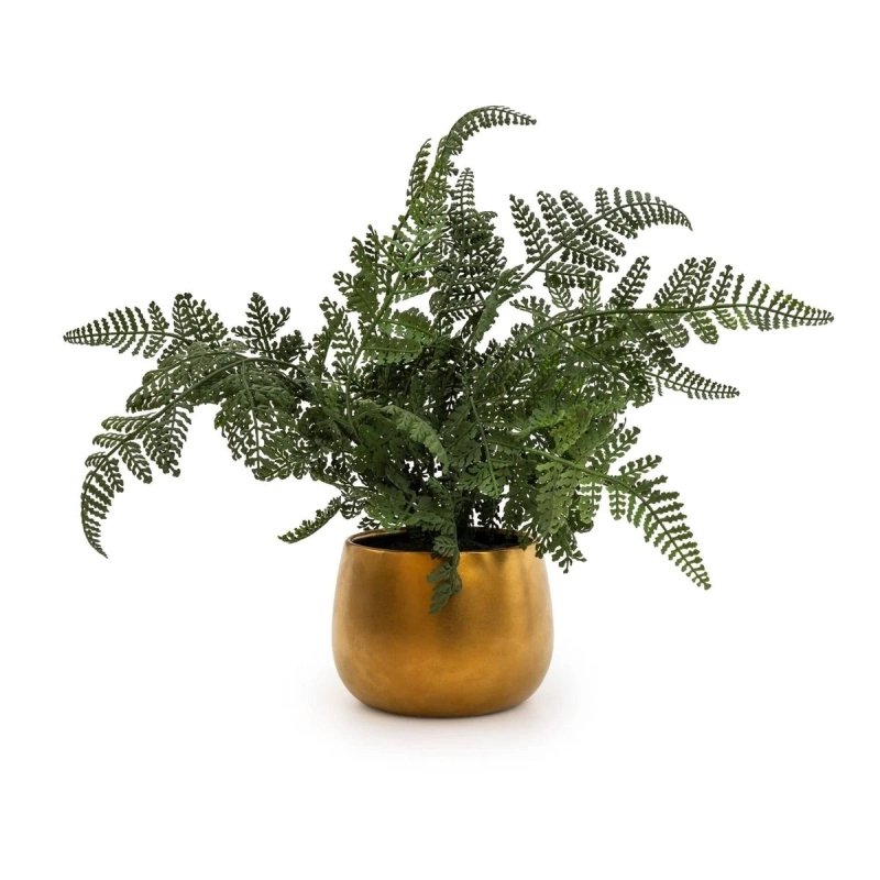 Fern in Gold Pot - OUThaus