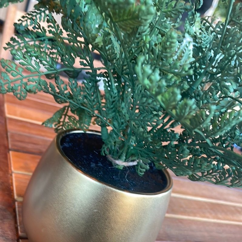 Fern in Gold Pot - OUThaus