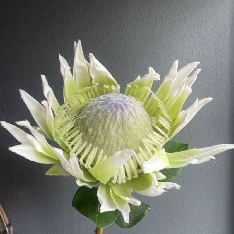 Green Flocked Protea - OUThaus