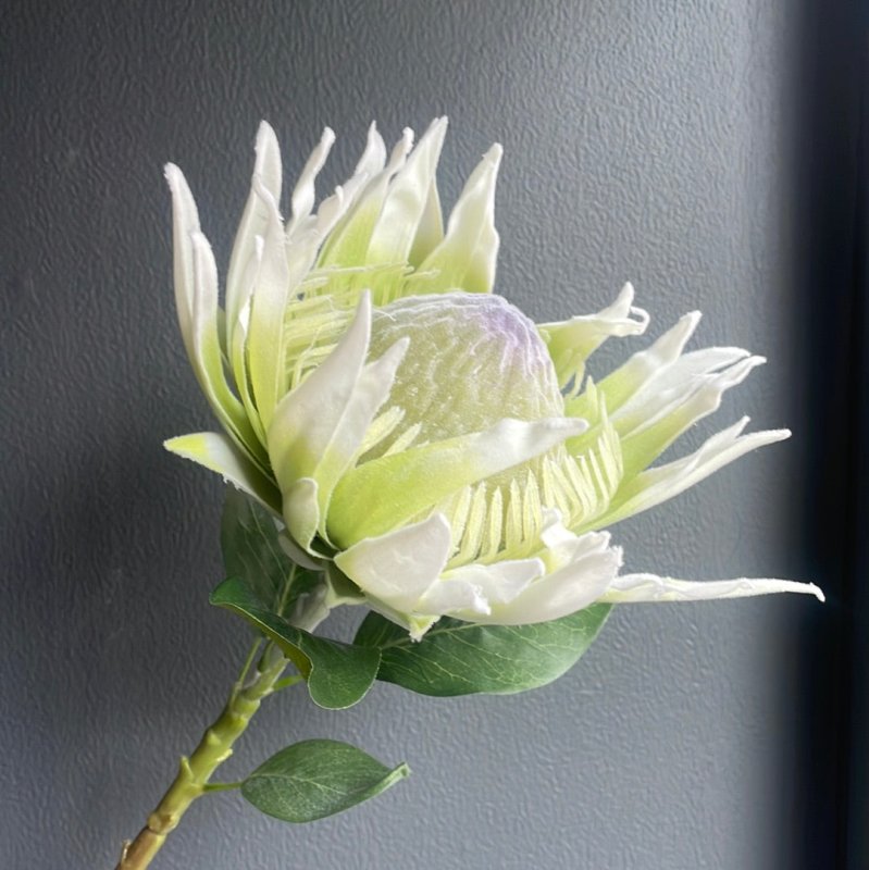 Green Flocked Protea - OUThaus