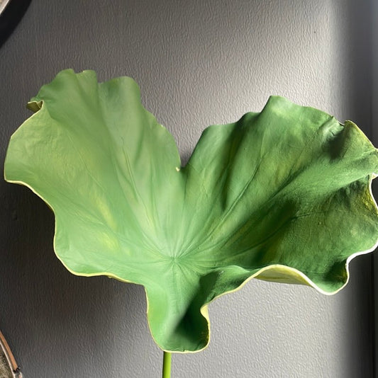 Large green lotus leaf - OUThaus