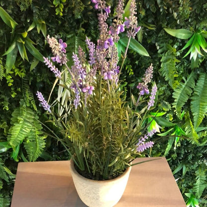 Lavender in Cement Pot - OUThaus