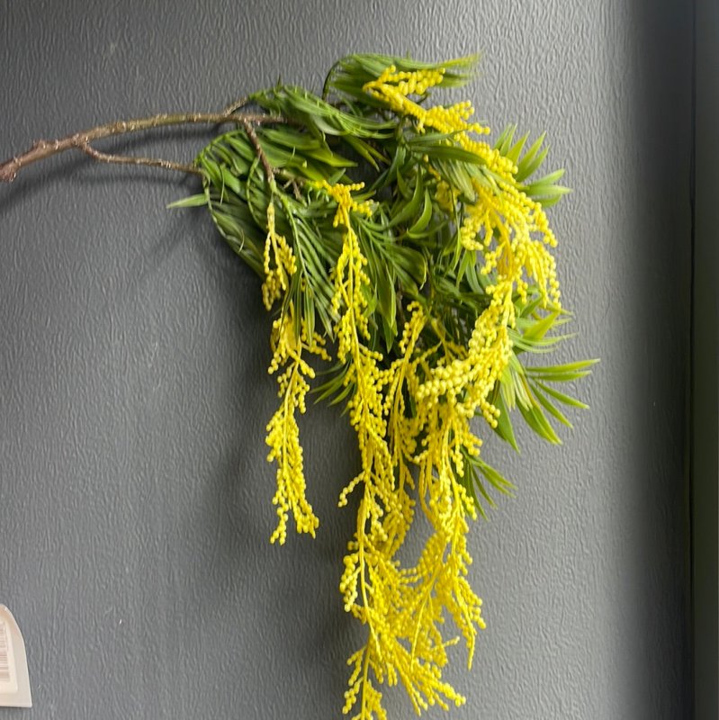 Mimosa hanging spray - OUThaus