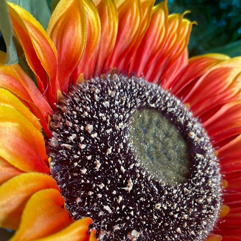 Multi Head Orange Sunflower - OUThaus