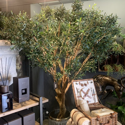 Olive Tree - OUThaus