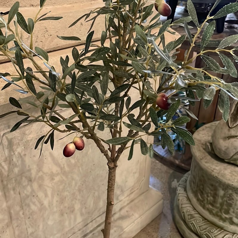 Olive Tree in Pot - OUThaus