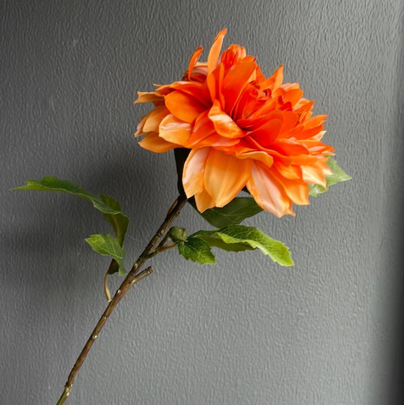 Orange Dahlia - OUThaus