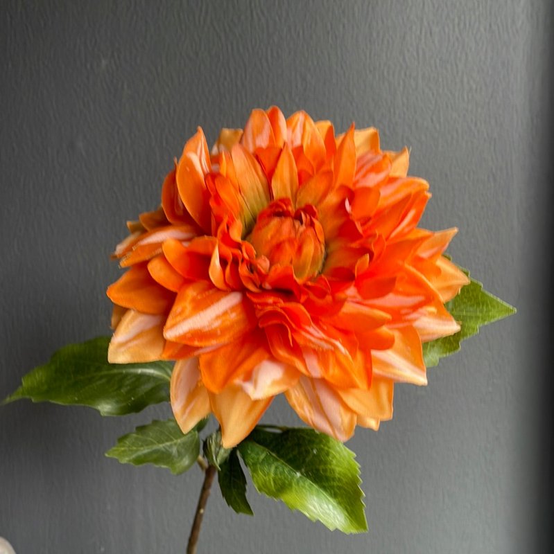 Orange Dahlia - OUThaus