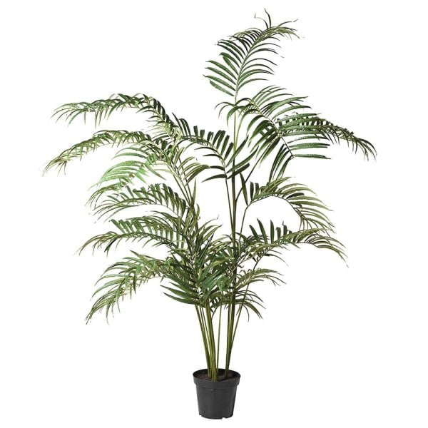 Palm in Pot (210cm) - OUThaus