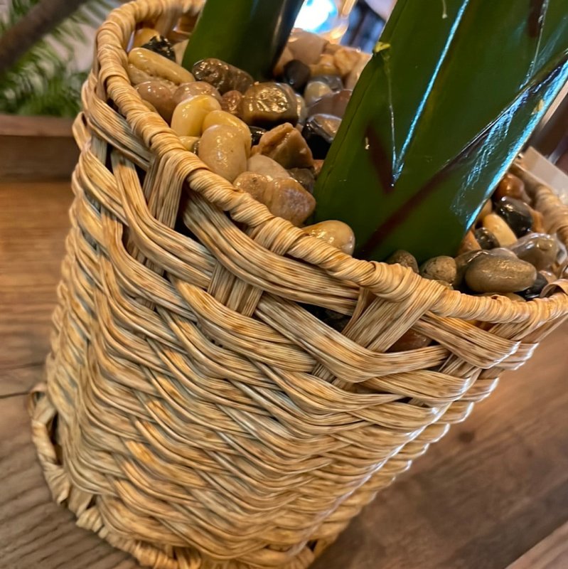 Palm Plant in Wicker Pot - OUThaus