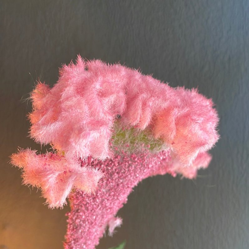 Pink Flocked Celosia Stem (Brains) - OUThaus