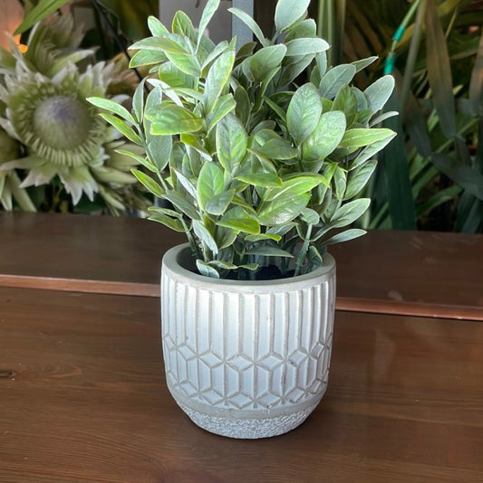 Plant in grey cement pot (medium) - OUThaus