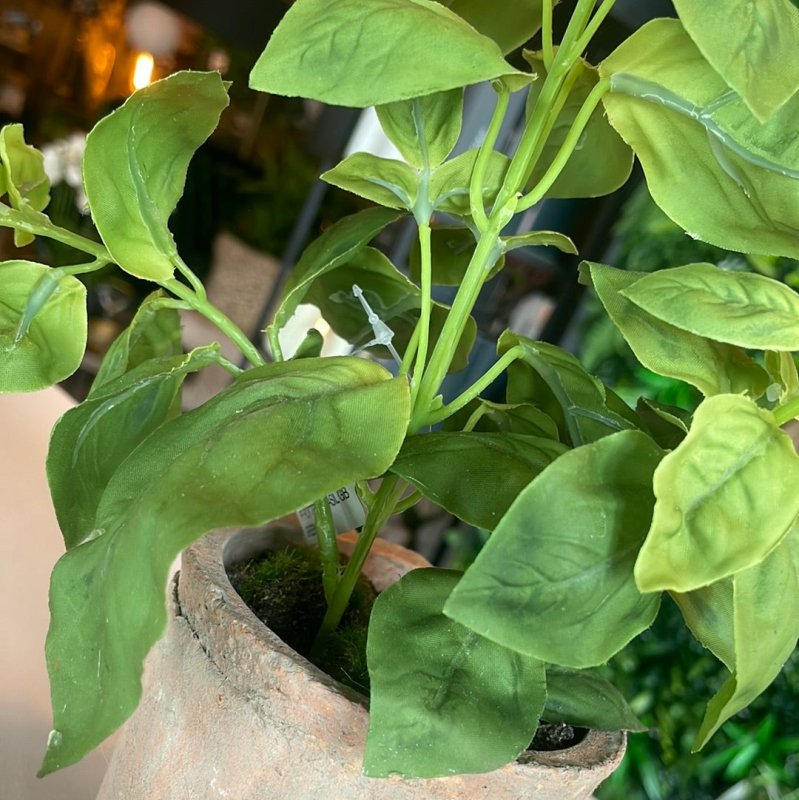 Potted Basil Leaf Green - OUThaus