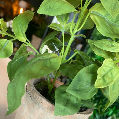 Potted Basil Leaf Green - OUThaus