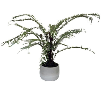 Potted Fern - OUThaus