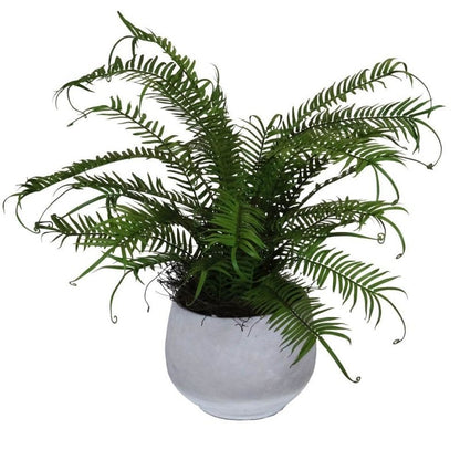 Potted Fern - OUThaus