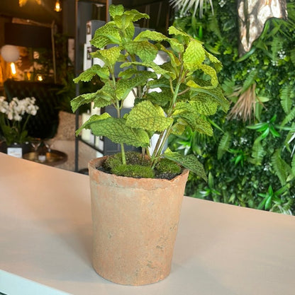 Potted Mint Plant - OUThaus