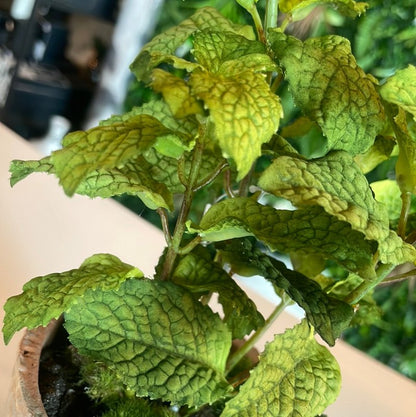 Potted Mint Plant - OUThaus