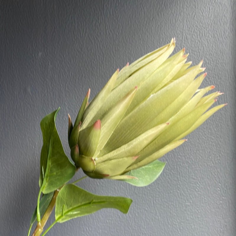 Protea (Green) - OUThaus