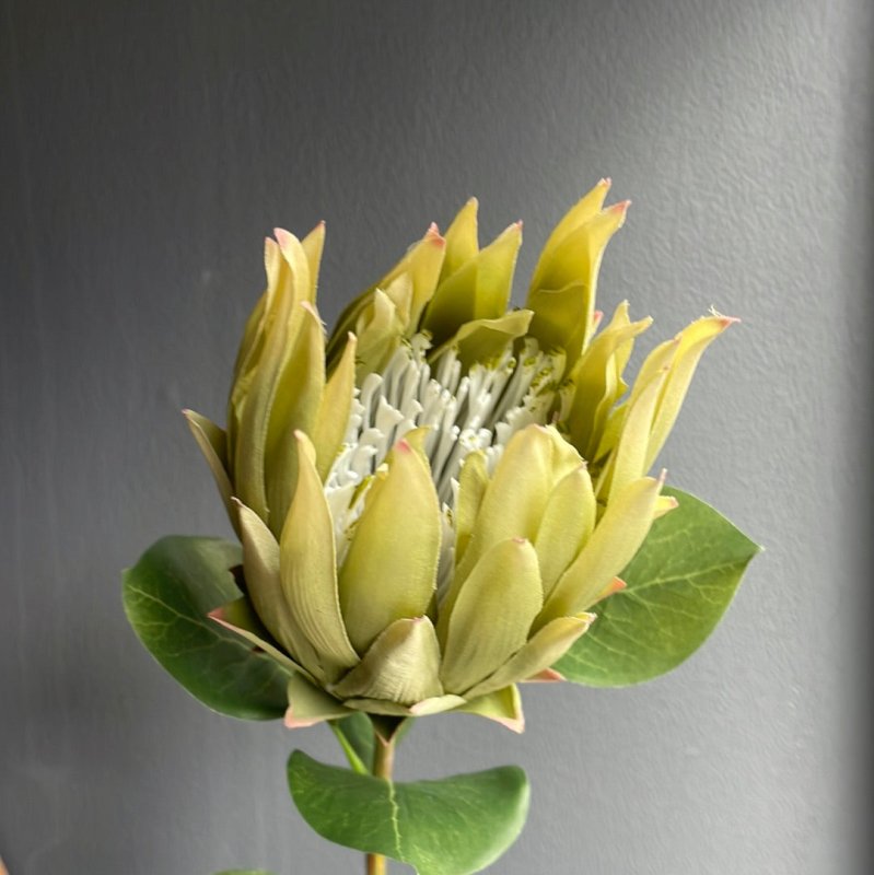 Protea (Green) - OUThaus