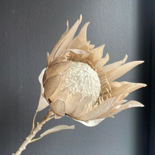 Protea (ivory velvet) - OUThaus