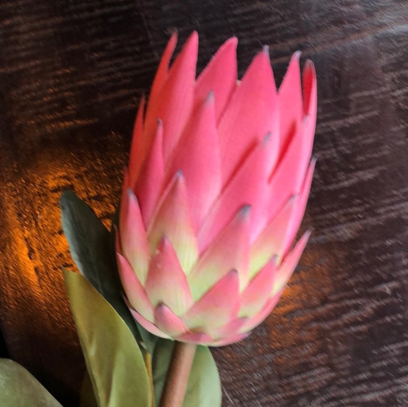 Protea (Pink) - OUThaus