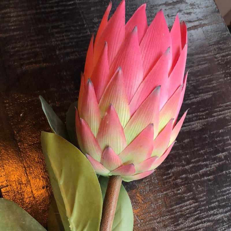 Protea (Pink) - OUThaus