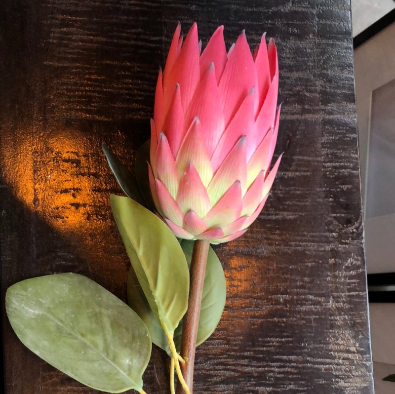 Protea (Pink) - OUThaus