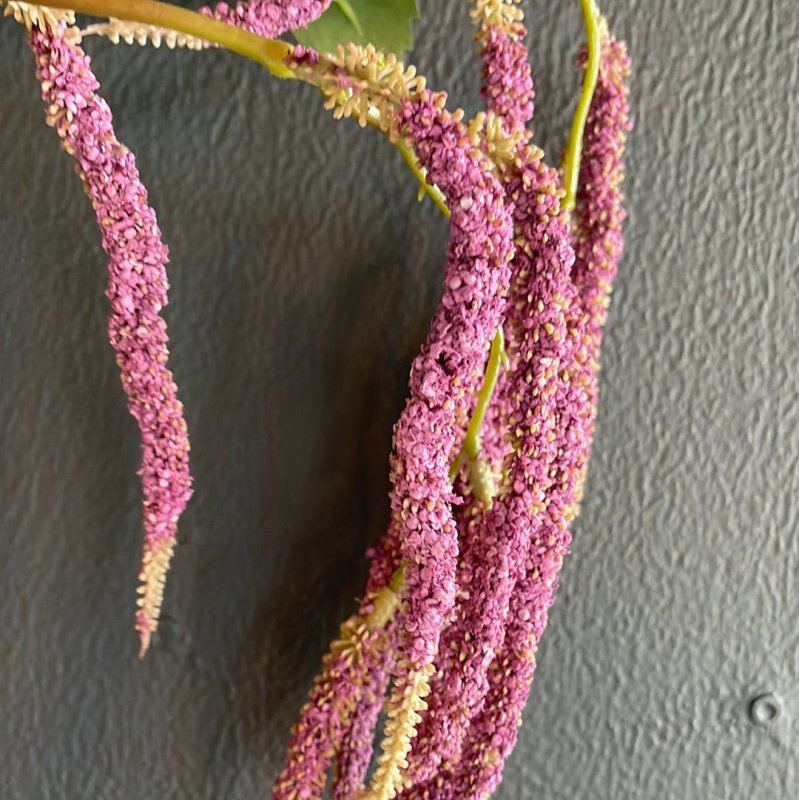 Purple Amaranthus Spray (14 heads) - OUThaus